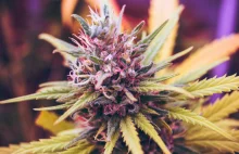 Niemcy stracili 645 miliony euro inwestując w "wirtualną szklarnię marihuany".DE