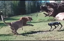 Gepard kontra Robodog - spotkanie w ZOO