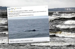 Wieloryb w Bałtyku. Mieszkaniec Gdyni nagrał niecodzienne spotkanie.
