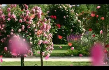 muza # płatki róz z kolorami # disco polo # nowa muza 2024