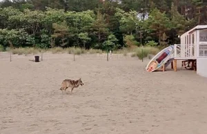 Wilk pogryzł plażowiczów w Międzyzdrojach! Wciąż jest nieuchwytny