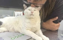 Na granicy życia i śmierci, Zielony vel Stefan walczy o życie!