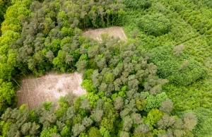 Lasy Państwowe. Jak zagarnęły jedną czwartą Polski i co z tym zrobić