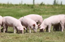 100 tys. zł kary dla rolnika. Sąsiadom nie podobały się zapachy z chlewu