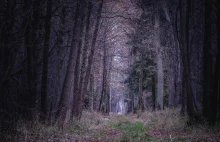 Horror w lesie na Podkarpaciu. Młody mężczyzna porwany, pobity i okradziony