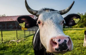 Holanderskie krowy korzystają z toalet. Zyskuje środowisko i rolnicy
