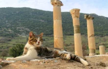 Jak koty podbiły Europę? Tajemnice futrzastych żeglarzy z czasów rzymskich