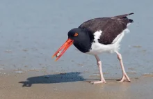 Nowojorska policja patroluje plaże dronami.Ptasie gangi mówią "no fly zone".