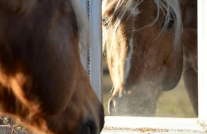 Konie rozpoznają siebie w lustrze - badania naukowców z Kat. Kognitywistyki UJ