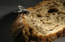 Rosja wynalazła chleb z dodatkiem much