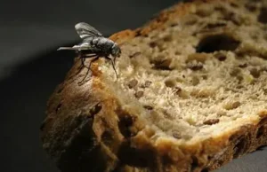 Rosja wynalazła chleb z dodatkiem much