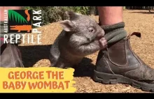 Wombat Jerzy