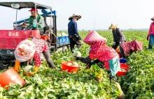 Tajwańczycy przechodzą na dietę roślinną. Nie wyłączając wojska