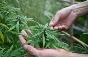 W Kanadzie rośnie za dużo marihuany. Producenci musieli zutylizować 800 ton zioł