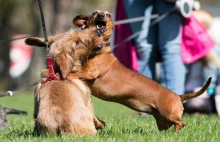 Zakaz wyprowadzania psów pod groźbą 1000 funtów kary