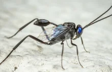 Skrócieniec błękitnooki (Evania appendigaster) – mały pogromca karaluchów