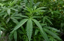 Częściowa legalizacja uprawy konopi i zażywania marihuany. Dozwolona ma być pryw