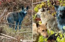 Niebieskie psy w Czarnobylu. Wolontariusze nie wiedzą, co się dzieje