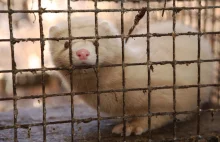 Koniec futrzarskiego biznesu w Polsce? Przyjęto poprawki do projektu