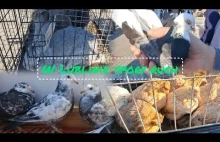 Giełda Zwierząt Lublin 26.04.2025 gołębie,kury,króliki dużo pocztowych