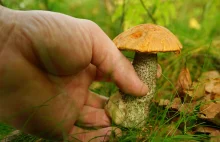 Koniec z łowiectwem i zbieraniem grzybów w lasach?