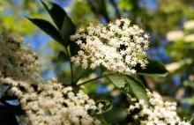 Syrop z kwiatów czarnego bzu- na odporność i lemoniadę · Jak naturalnie