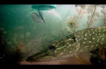 Podwodny pokaz za szkłem