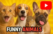 Śmieszne zwierzęta 2025