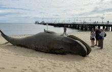 Olbrzymi wieloryb w Sopocie! Spacerowicze przecierali oczy ze zdumienia [FOTO]