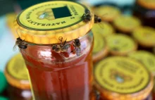 Gospodarka zawdzięcza pszczołom 10 mld zł rocznie