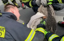 Wiewiórka utknęła w klapie studzienki. Na pomoc ruszyli strażacy