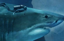 Porównanie wielkości rekinów do człowieka - interaktywna strona
