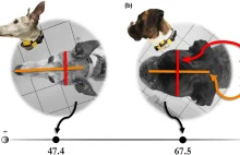 Psy łatwiej uczą się przestrzeni niż przedmiotów