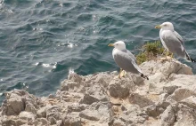 Adopcja wśród ptaków. Często wynika z mrocznych przesłanek