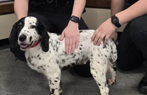 Czip pomógł w zlokalizowaniu psa... po ośmiu latach