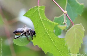 Miesierki (Megachile) - pszczoły wycinające liście