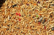 Znaleziono żywe i martwe robaki w ziarnach prosa z Ukrainy. Wydano zakaz importu