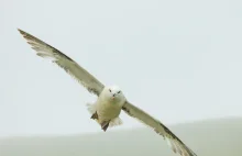 Fulmar nad Morzem Bałtyckim. Ptak-widmo widziany w Polsce po raz pierwszy