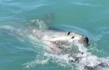 16-latka wskoczyła do rzeki popływać z delfinami. Zabił ją rekin