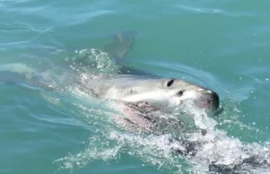 16-latka wskoczyła do rzeki popływać z delfinami. Zabił ją rekin