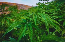 Pierwsze zbiory legalnej marihuany w Maroku osiągnęły 294 tony metryczne