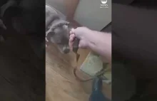 Wychowanie Psa -Dog leads officer to leash while being rescued from house fire