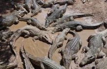 Chiny: Z hodowli uciekło 70 krokodyli. Władze ostrzegają mieszkańców