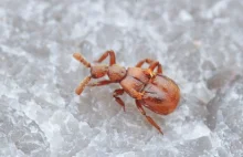 Dlaczego u co piątego gatunku chrząszczy doszło do redukcji lub zaniku pokryw?