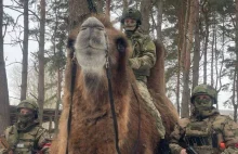 Żołnierze dosiadają wielbładów i koni.