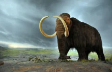 Firma biotechnologiczna obiecuje, że za kilka lat odtworzy mamuta