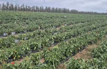 Papryka za darmo do zebrania