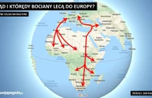 Bociany są już w drodze do Polski. Przylecą rekordowo wcześnie?