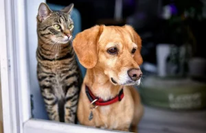 Nowe obowiązki dotyczące psów i kotów. Sporo się zmieni