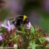 Trzmiel ziemny (Bombus terrestris) - mistrz adaptacji